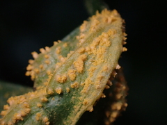Puccinia smyrnii