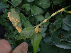 Puccinia smyrnii