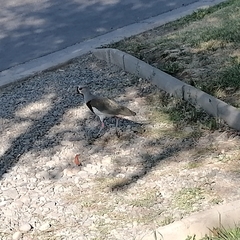 Vanellus chilensis chilensis