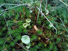 Cladonia pyxidata