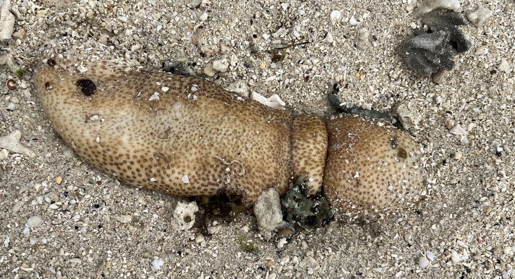 Brown Sandfish