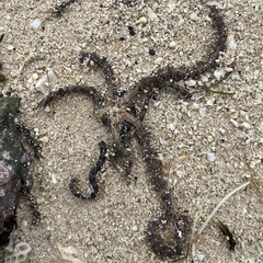 Ophiocoma scolopendrina
