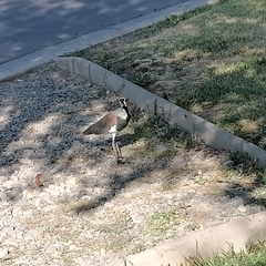 Vanellus chilensis chilensis