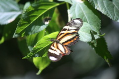 Heliconius ethilla