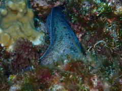 Muraeninae
