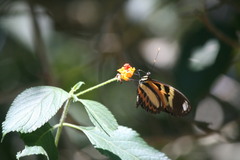 Heliconius ethilla