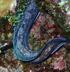 Muraeninae