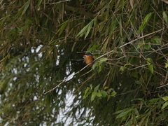 Alcedo atthis bengalensis