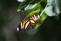 Heliconius ethilla