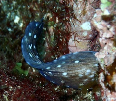 Muraeninae