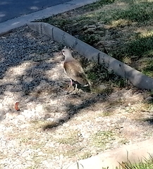Vanellus chilensis chilensis