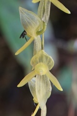 Pleurothallis xanthochlora
