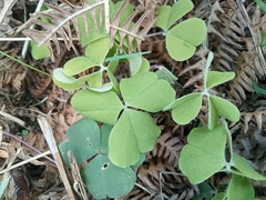 Oxalis acetosella