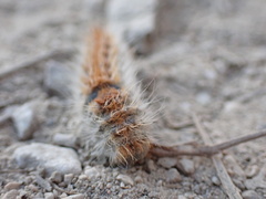 Thaumetopoea pityocampa