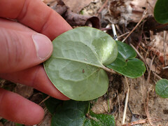 Hexastylis contracta