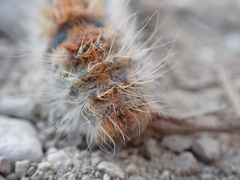 Thaumetopoea pityocampa