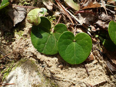 Hexastylis contracta