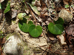 Hexastylis contracta