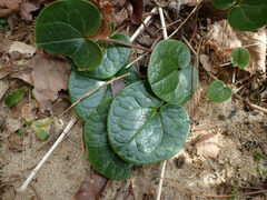 Hexastylis contracta