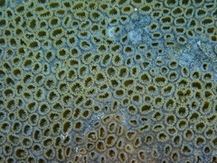 Palythoa caribaeorum