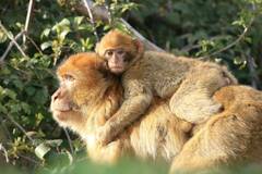Macaca sylvanus