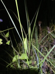 Atractomorpha similis