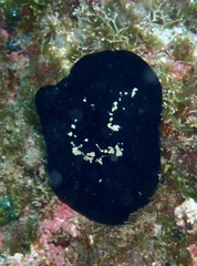 Ascidiacea
