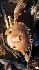 Ovalipes trimaculatus