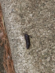 Megapallifera mutabilis