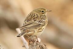 Anthus pratensis