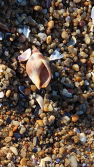 Buccinastrum deforme