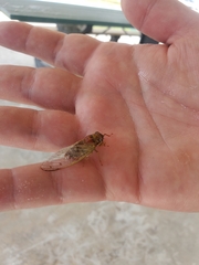 Diceroprocta olympusa