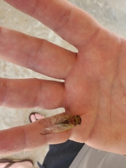 Diceroprocta olympusa