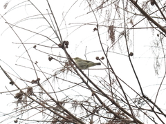 Phylloscopus