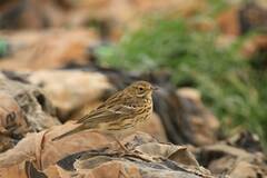 Anthus pratensis