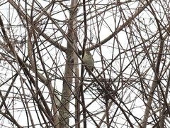 Phylloscopus