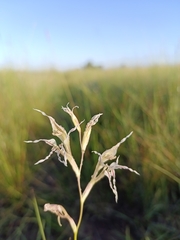 Gladiolus permeabilis edulis