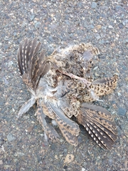 Nothoprocta perdicaria