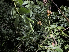 Solanum betaceum