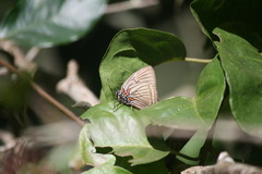 Atlides misma