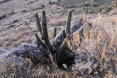 Corryocactus brevistylus