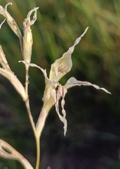 Gladiolus permeabilis edulis