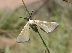Nassinia caffraria
