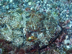 Scorpaena laevis