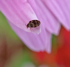 Anthrenus fuscus