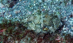 Scorpaena laevis