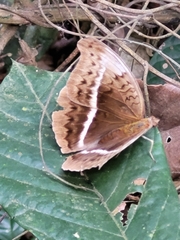 Limenitidinae