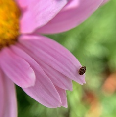 Anthrenus fuscus