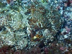 Scorpaena laevis
