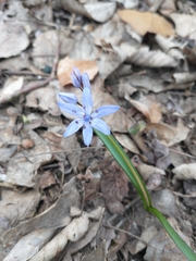 Scilla bifolia